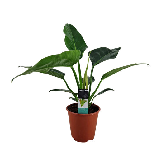 Philodendron Congo Millions - Ø19cm - ↕70cm