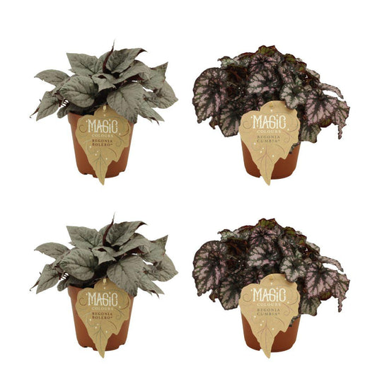 2x Begonia Rex Bolero + 2x Begonia Rex Cumbia - 4 stuks - Ø12cm - ↕25cm