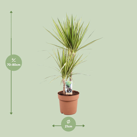 Dracaena Marginata Sunray - Ø21cm - ↕80cm