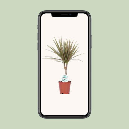Dracaena Bicolor - Ø14cm - ↕55cm