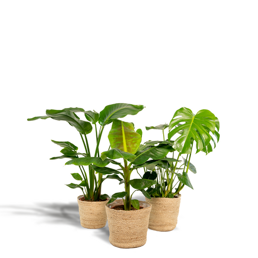 Monstera Deliciosa - Ø21cm - ↕75cm + Alocasia Zebrina - Ø19cm - ↕75cm + Strelitzia Nicolai - Ø19cm - ↕85cm + Korb Selin