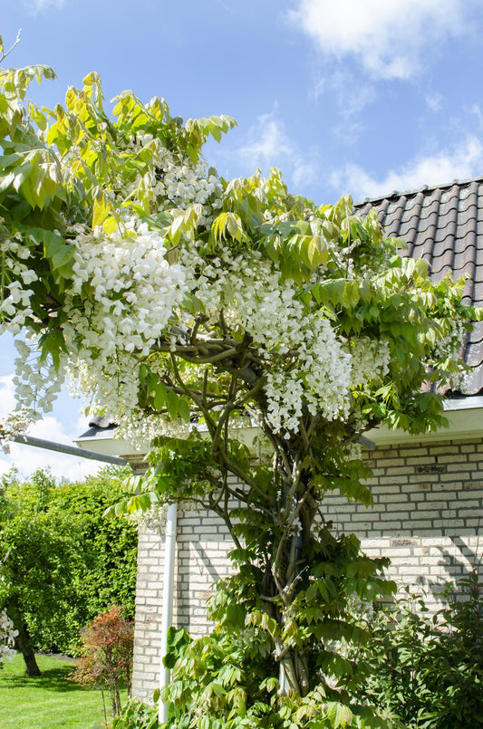 Wisteria floribunda 'Longissima Alba' - WeiÃŸer Regen - Ø15cm - ↕65cm