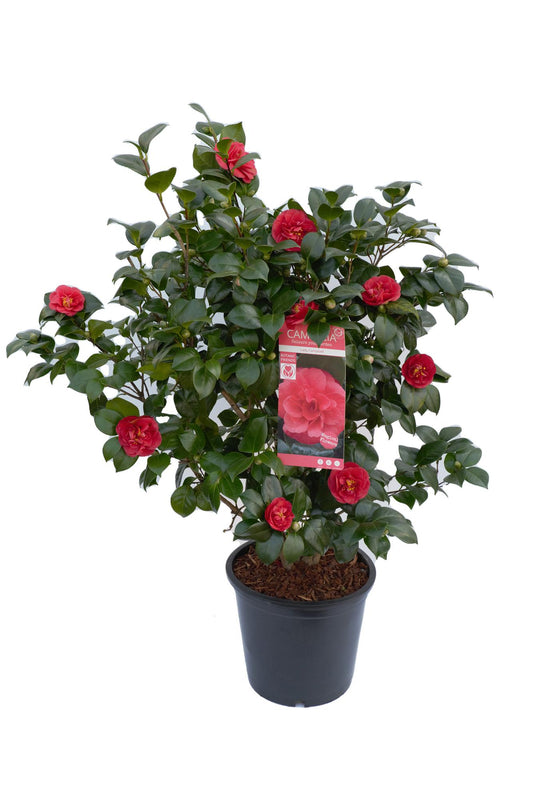 Camellia jap. 'Lady Campbell' - Ø26cm - ↕55cm - Ø29 - ↨90cm