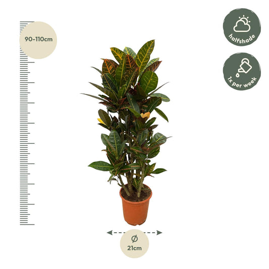Kroton 'Petra' 100 cm – Bunte, pflegeleichte Tropenpflanze