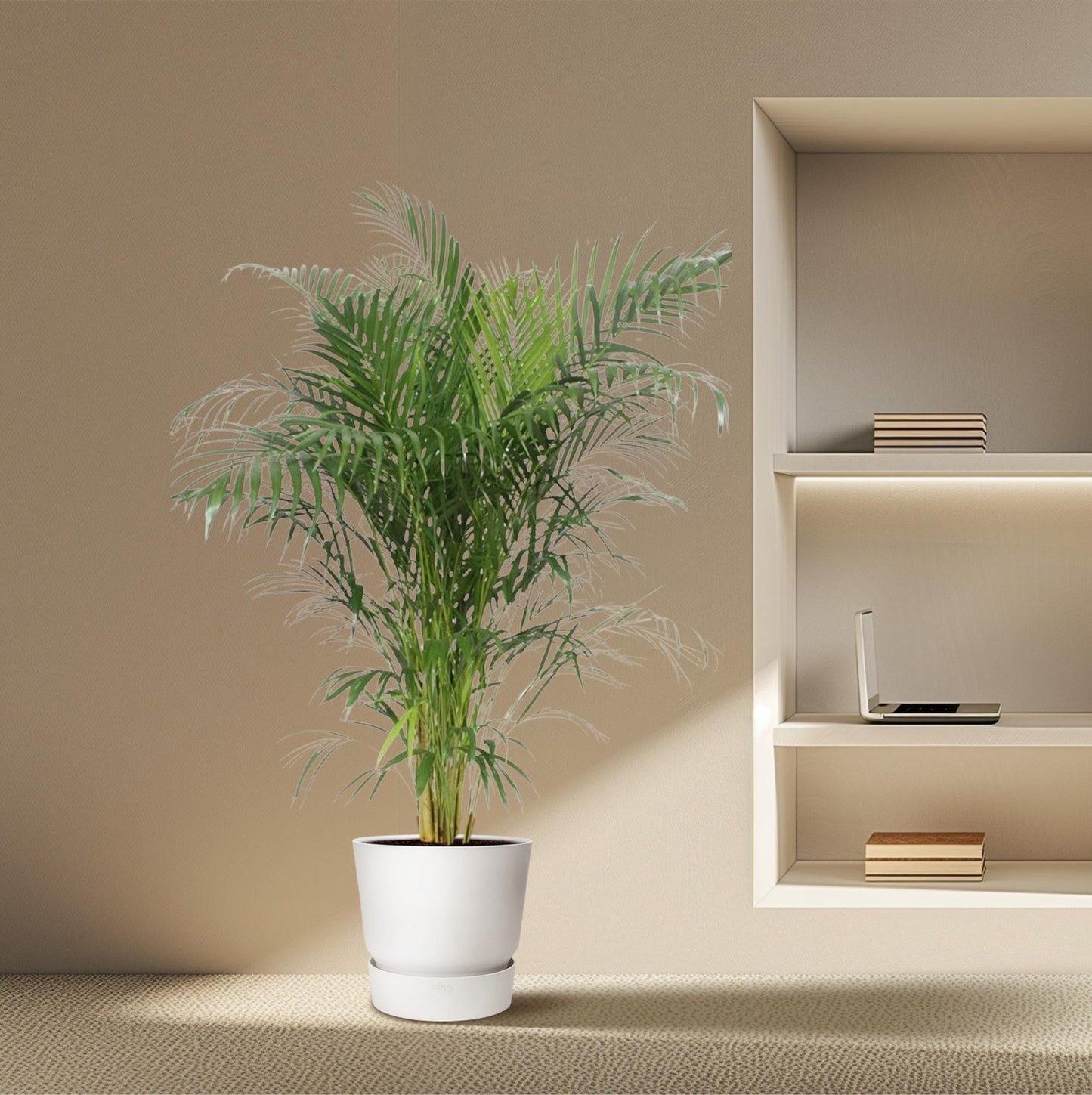 Goldpalme 150 cm – Elegante tropische Zimmerpflanze