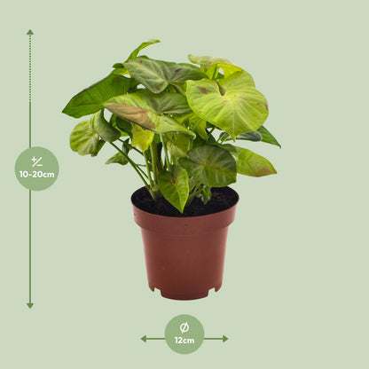 Syngonium Milk Confetti - Ø12cm - ↕20cm