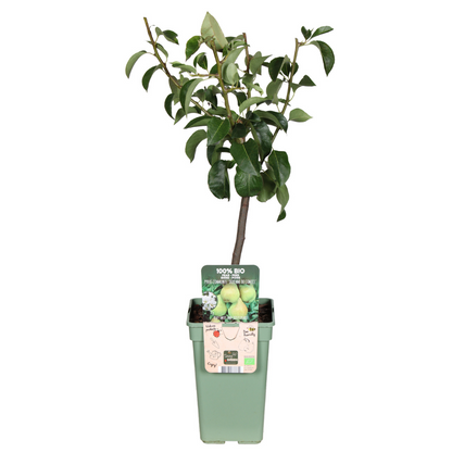 Pyrus Communis Doyenne Du Comice - Peer - Ø19cm - ↕60cm