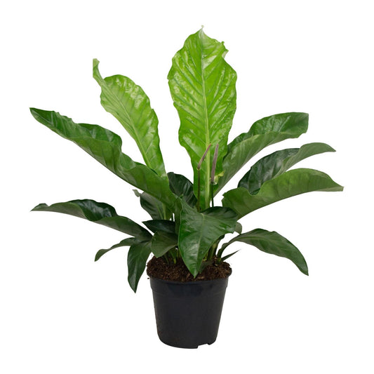 Anthurium KARMA Botanical - Ø30cm - ↕90cm