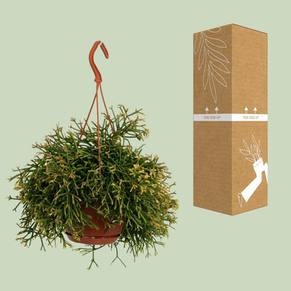 Rhipsalis Clavata - Ø17cm - ↕45cm