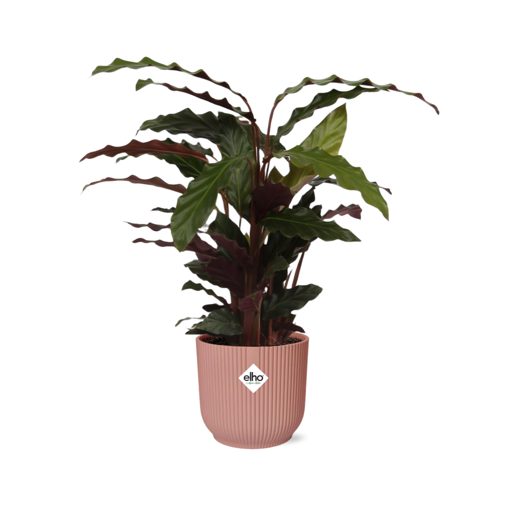 Calathea Rufibarba ‘Tropistar’ in ELHO Vibes Fold 14cm roze