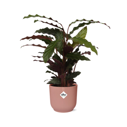 Calathea Rufibarba ‘Tropistar’ in ELHO Vibes Fold 14cm roze