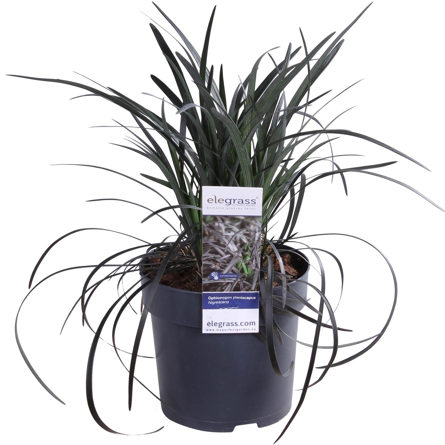 Ophiopogon planiscapus Nigrescens - Ø14cm - ↕30cm