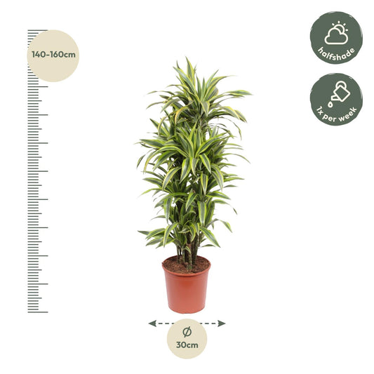 Drachenbaum Lemon Lime – 150 cm pflegeleichte Zimmerpflanze