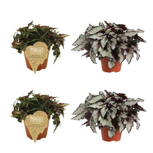 2x Begonia Rex Breakdance + 2x Begonia Rex Coco - 4 stuks - Ø12cm - ↕25cm