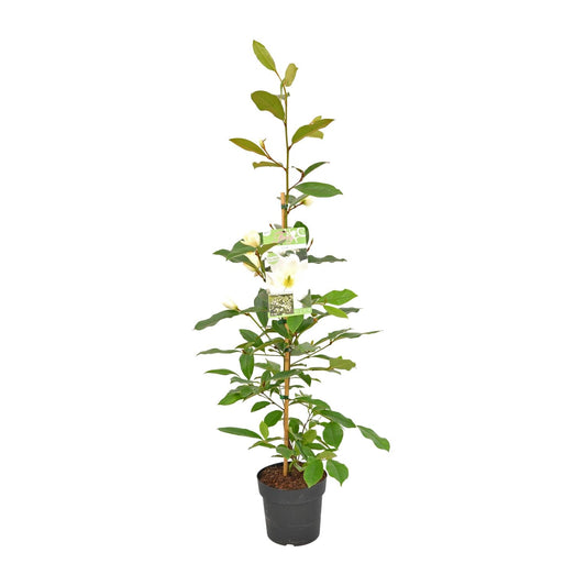 Michelia Fairy Magnolia Cream - Ø19cm - ↕70cm