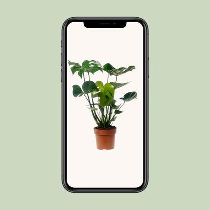 Monstera Deliciosa - Ø17cm - ↕55cm