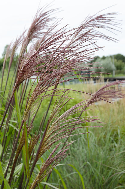 Miscanthus sinensis Ferner Osten - Ø19cm - ↕50cm - Ø19 - ↨50cm