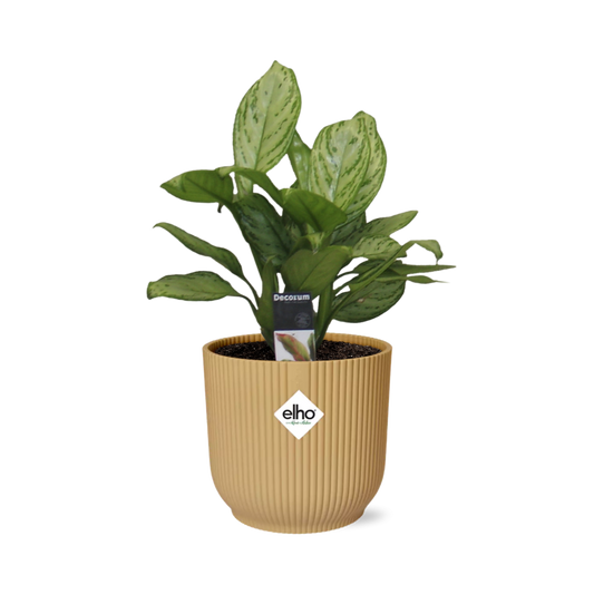 Aglaonema Christina in ELHO Vibes Fold 14cm geel