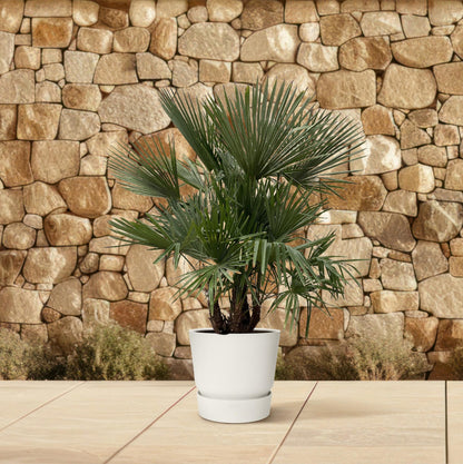 Mehrstämmige Hanfpalme – Exotische Kübelpflanze 230 cm