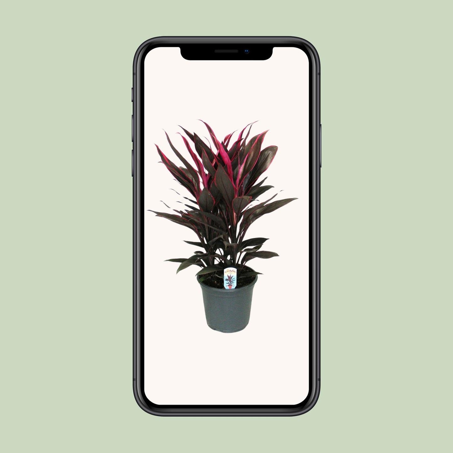 Cordyline Tango Toef - Ø19cm - ↕55cm