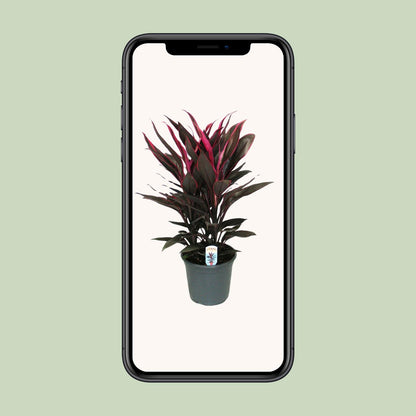 Cordyline Tango Toef - Ø19cm - ↕55cm