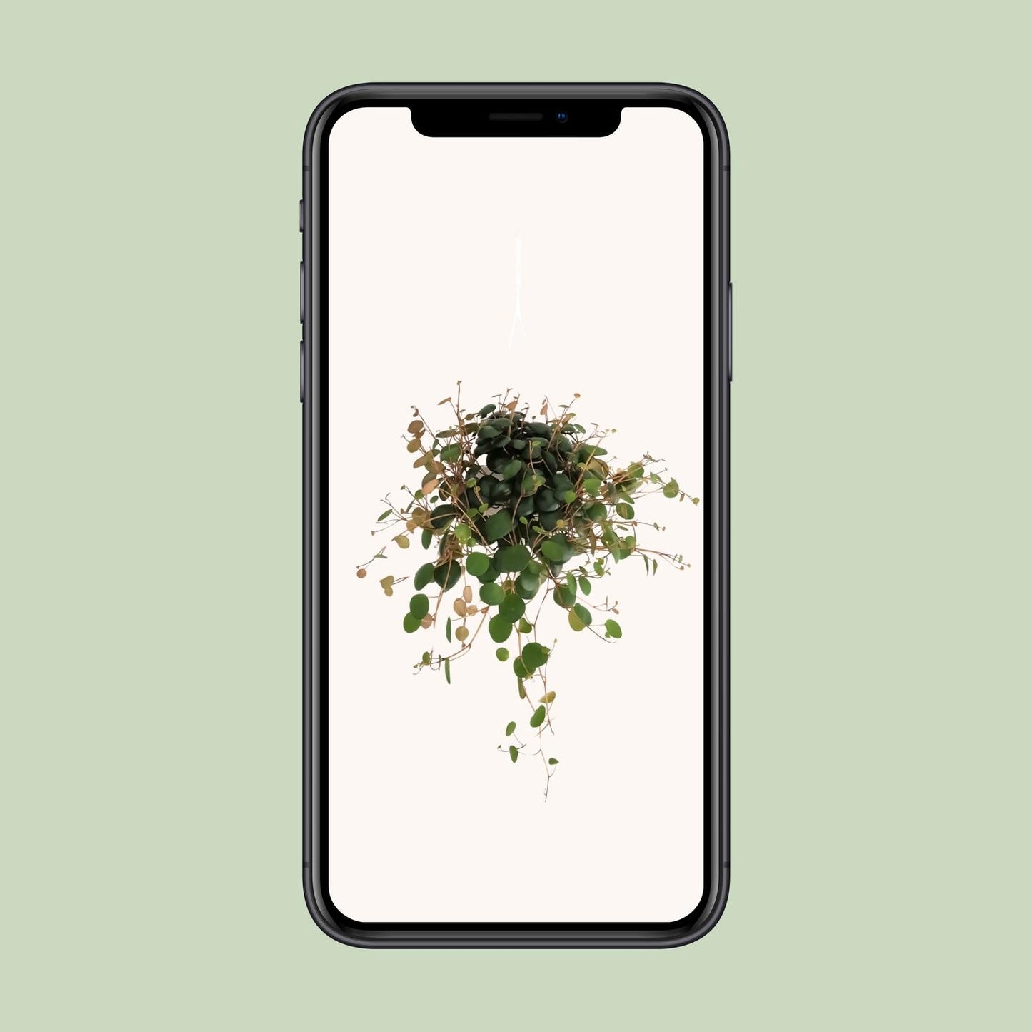 Peperomia Pepperspot - Ø11cm - ↕20cm