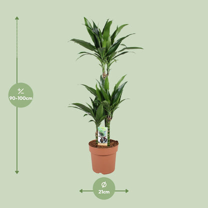 Dracaena Janet Craig 60-30-15 - Ø21cm - ↕100cm