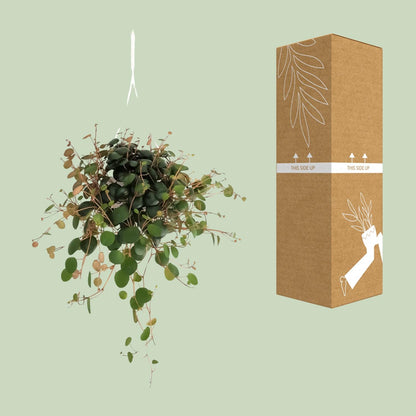 Peperomia Pepperspot - Ø11cm - ↕20cm