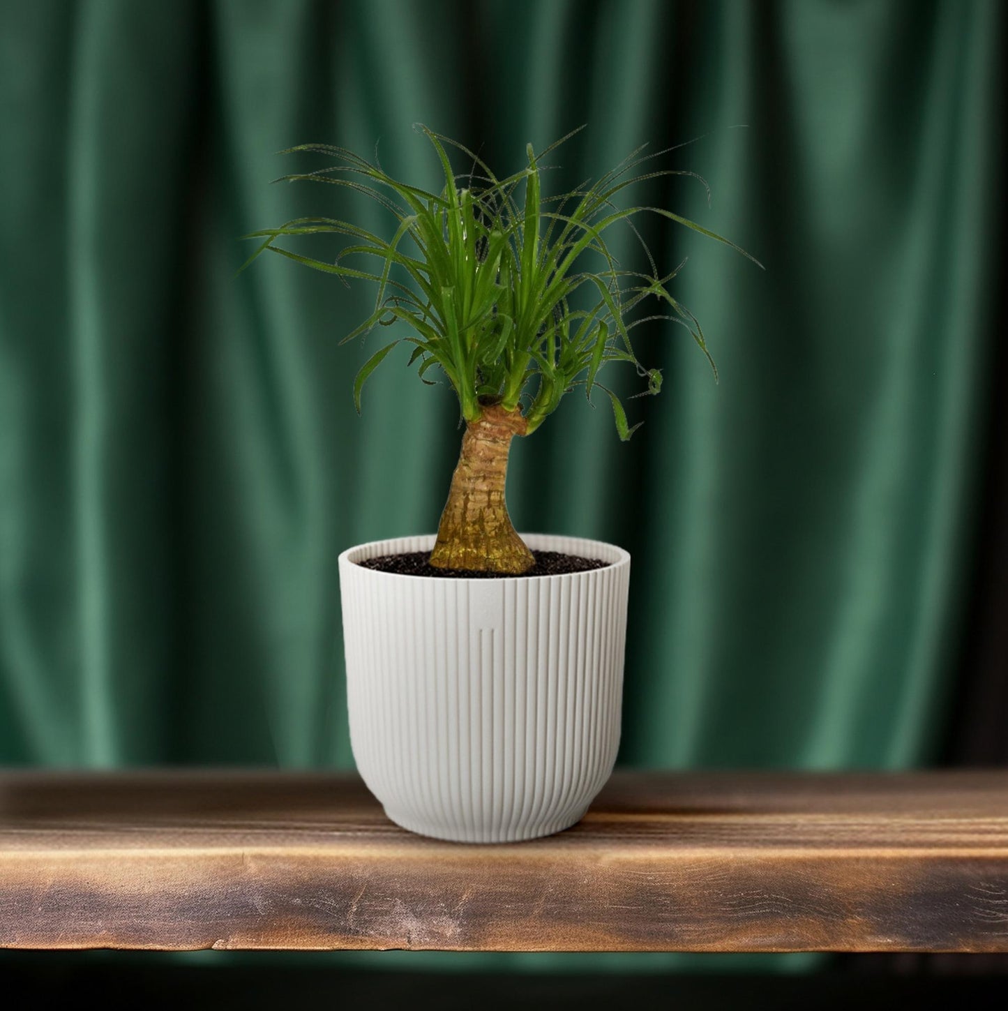 Beaucarnea Nolina - Ø14cm - ↕40cm