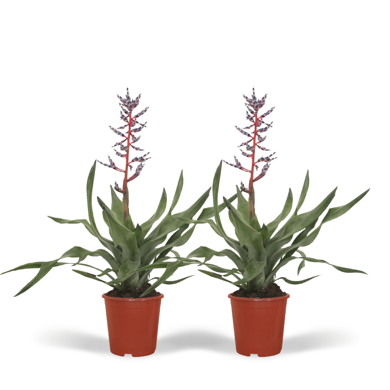 2x Aechmea Blue Rain - Tube Bromelie - 45cm - ø12