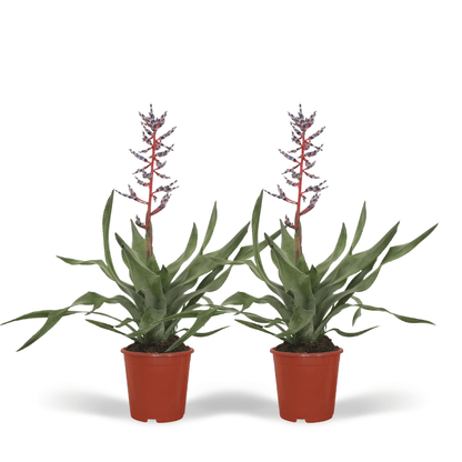 2x Aechmea Blue Rain - Tube Bromelie - 45cm - ø12