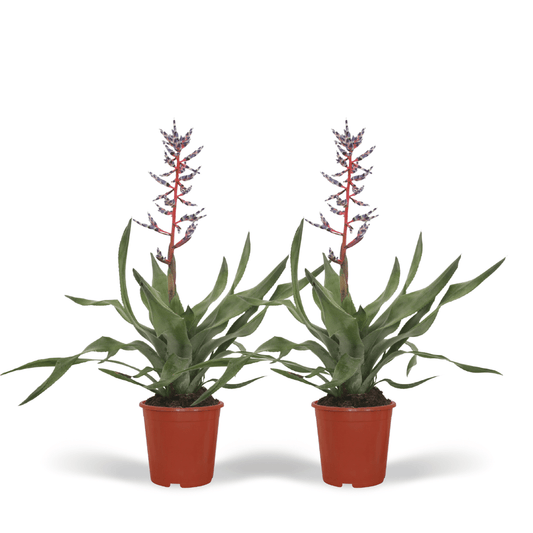 2x Aechmea Blue Rain - Tube Bromelie - 45cm - ø12