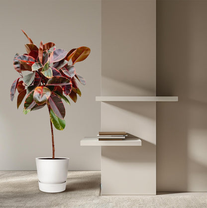 Gummibaum 'Belize' auf Stamm – 130 cm Zimmerpflanze