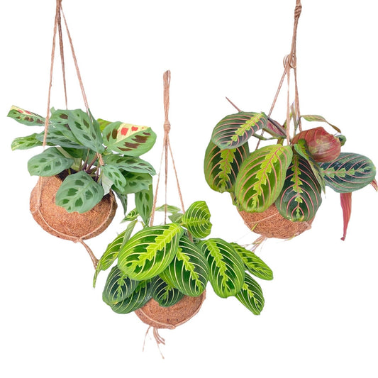 Kokodama Maranta Mix - 3 Stücke - Ø15cm - ↕20cm