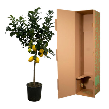 Zitronenbaum 150 cm – Citrus limon mit Zitrusduft