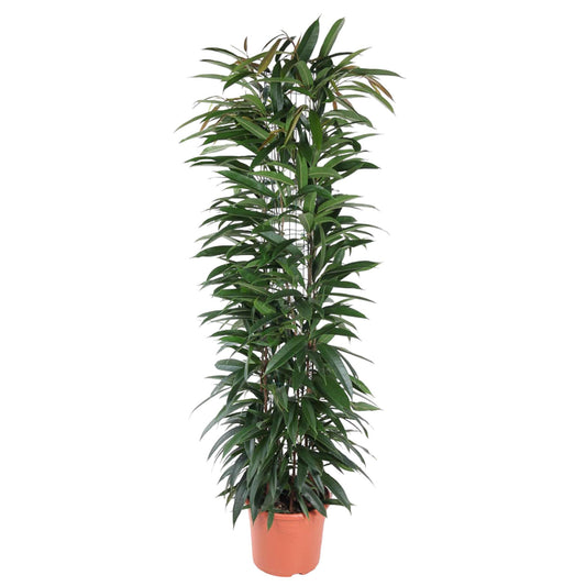 Bananenfeige 'Alii King' – elegante Zimmerpflanze 150 cm