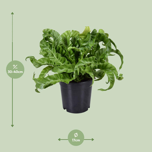 Asplenium Antiquum - Ø17cm - ↕40cm