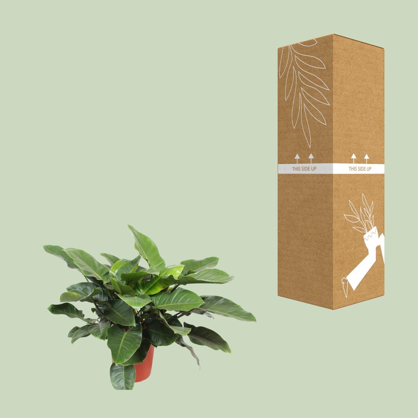 Philodendron Imperial Green - Ø34cm - ↕90cm