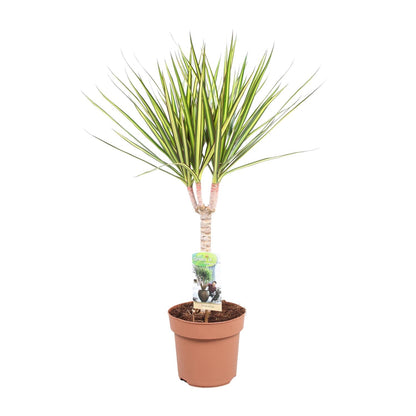 Dracaena Sunray Enkele Stam - Hoogte 65-75 - Ø17cm - ↕65cm