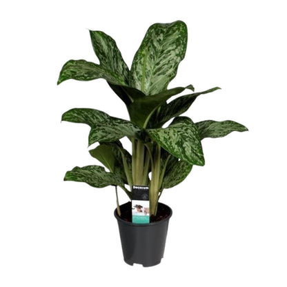 Aglaonema Greenlight (Decorum)