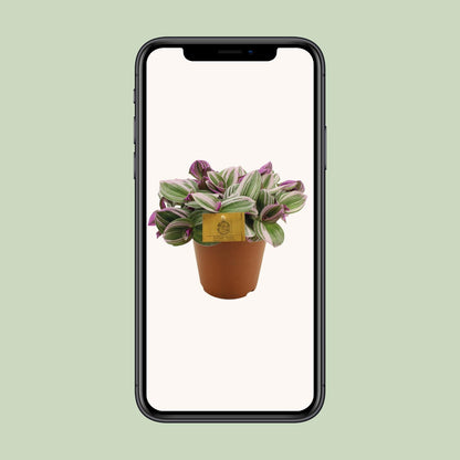 Tradescantia Nanouk - Ø15cm - ↕25cm