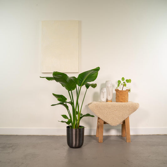Strelitzia Nicolai - Ø19cm - ↕90cm + Topf Mayk Lead