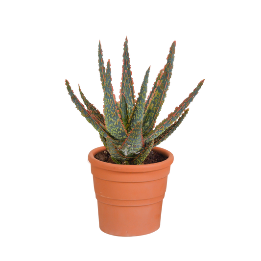 Zebra-Aloe 'Dannyz' im Terrakotta-Topf – Exotische Sukkulente