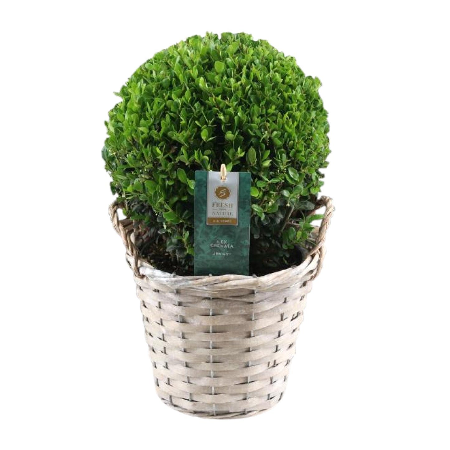 Ilex Crenata 'Jenny'® Ball Ø20cm P17 In Basket - Ø19cm - ↕40cm