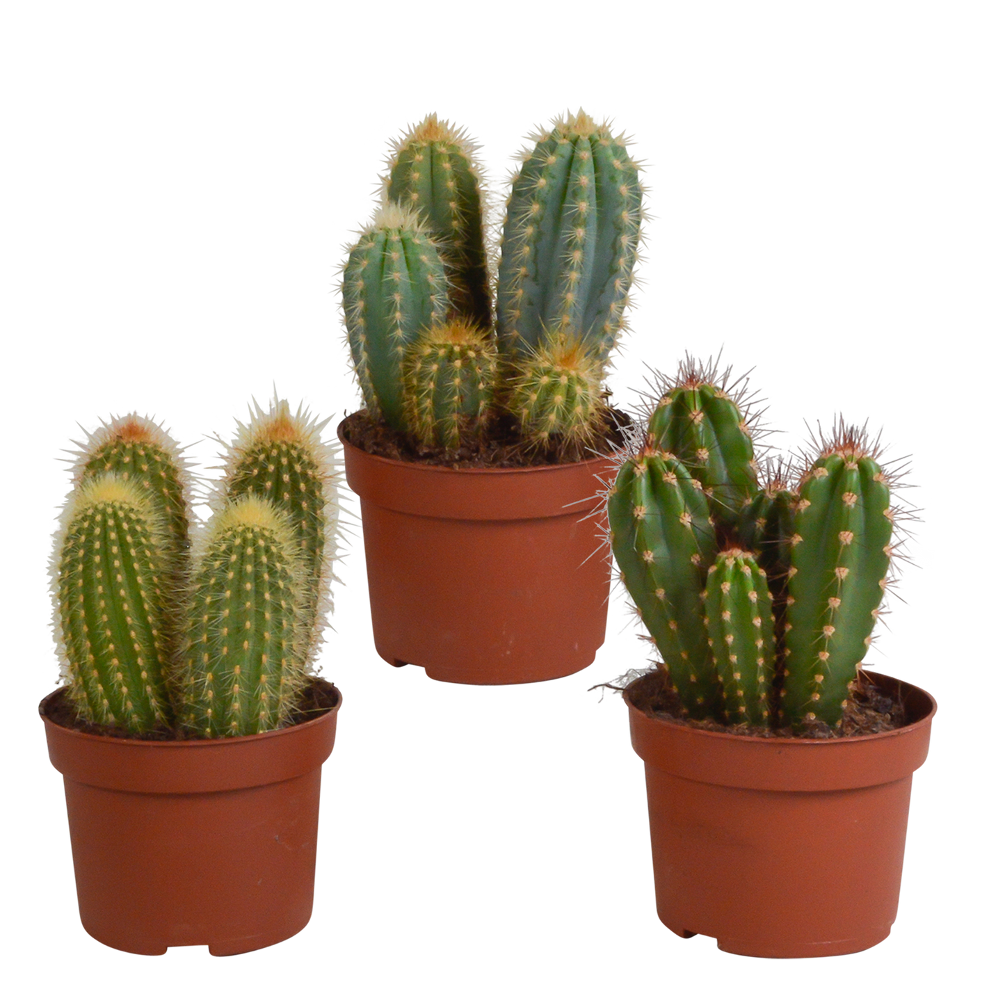 Cereus-Mischung 10,5 cm - 3x - zonder pot
