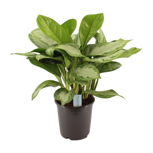 Green Agla 'Silver Bay' (Aglaonema)