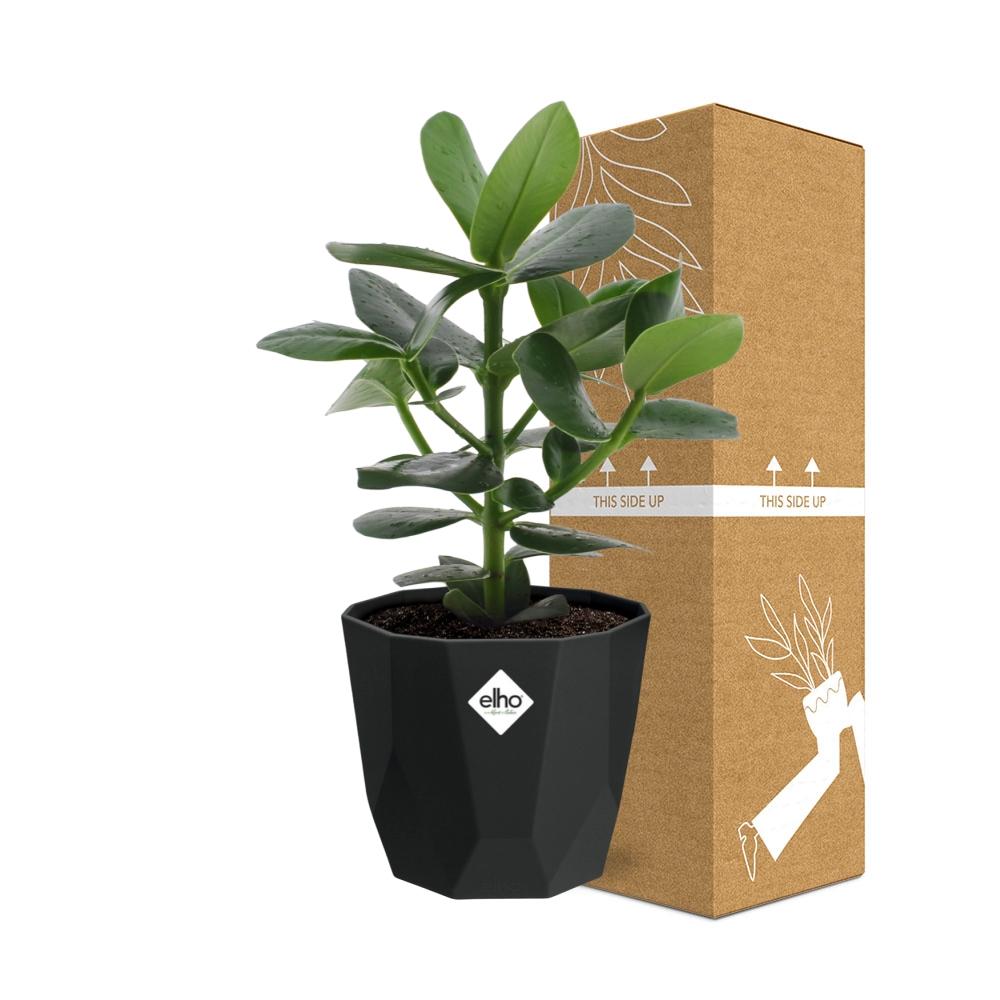 Clusia Princess in 14cm b.for rock living black