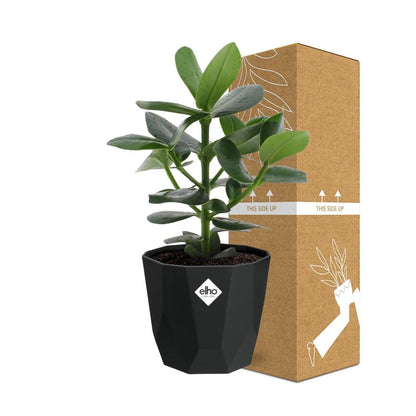 Clusia Princess in 14cm b.for rock living black