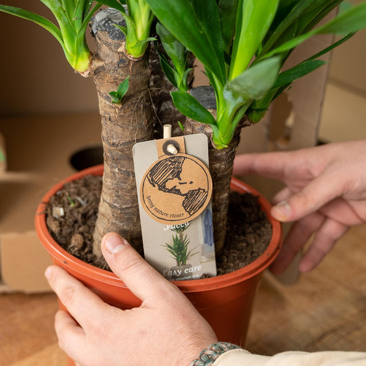 2x Palmlilie (Yucca elephantipes) – 90 cm, pflegeleichtes Set