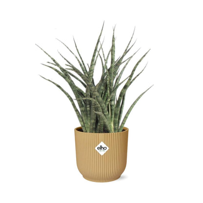 Sansevieria Fernwood Punk in ELHO Vibes Fold 14cm geel